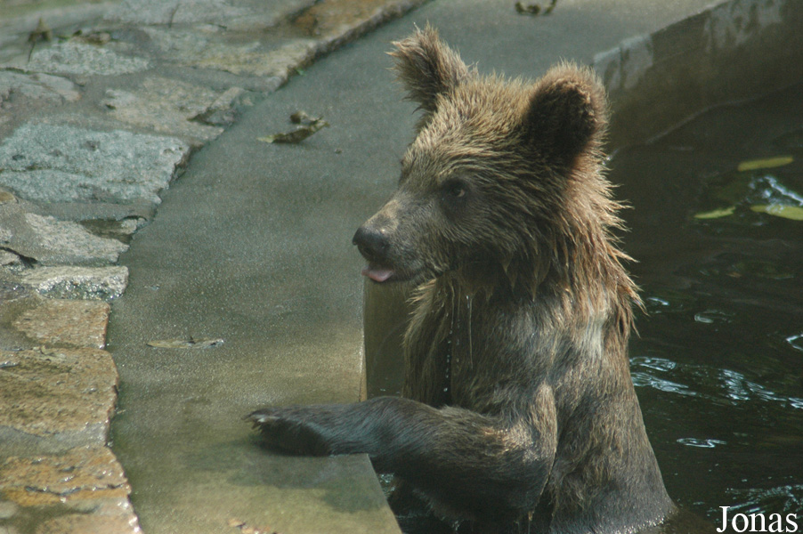 Ursus arctos pruinosus