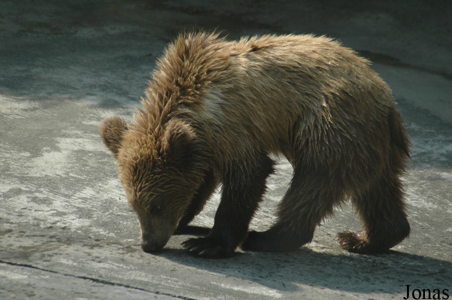 Ursus arctos pruinosus