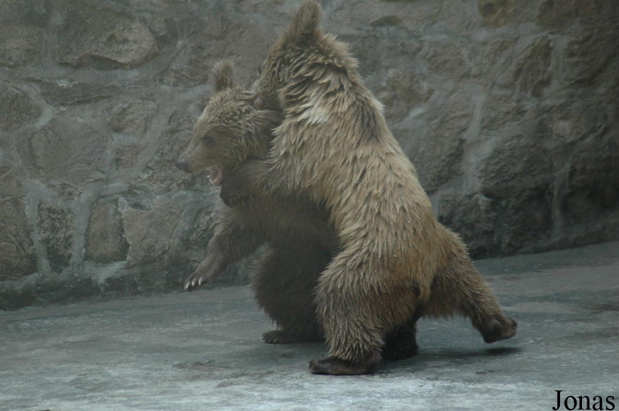 Ursus arctos pruinosus