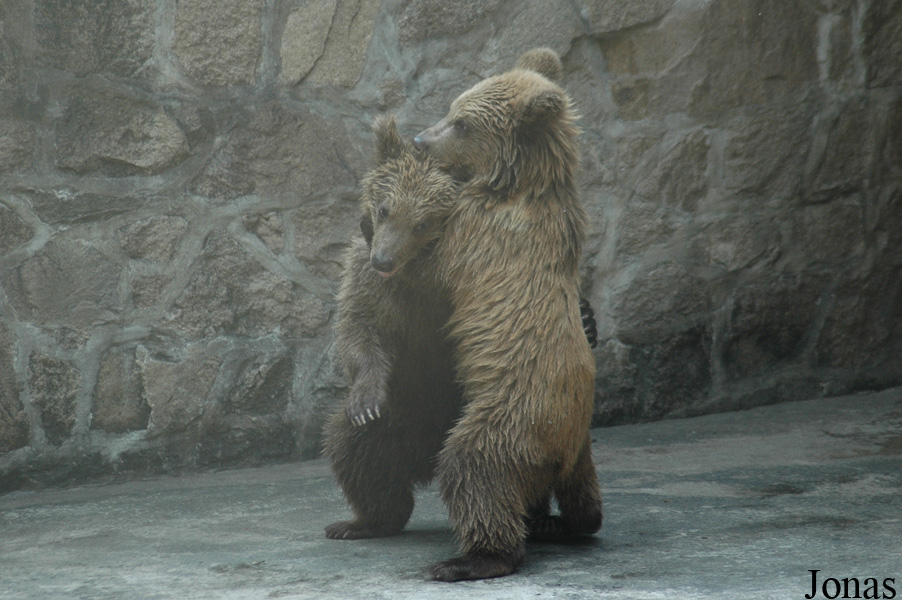 Ursus arctos pruinosus