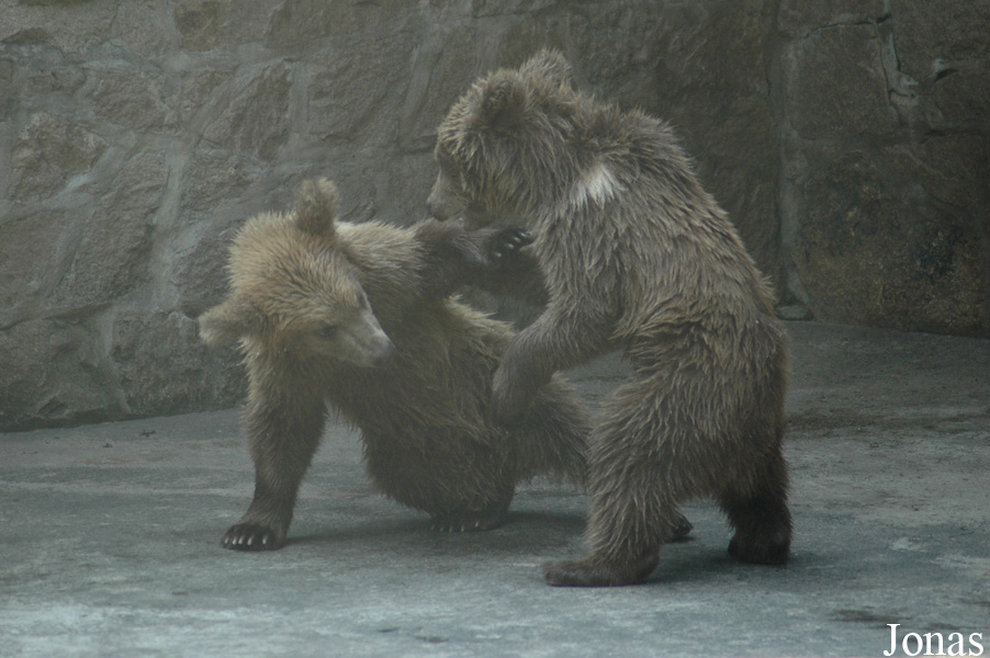 Ursus arctos pruinosus