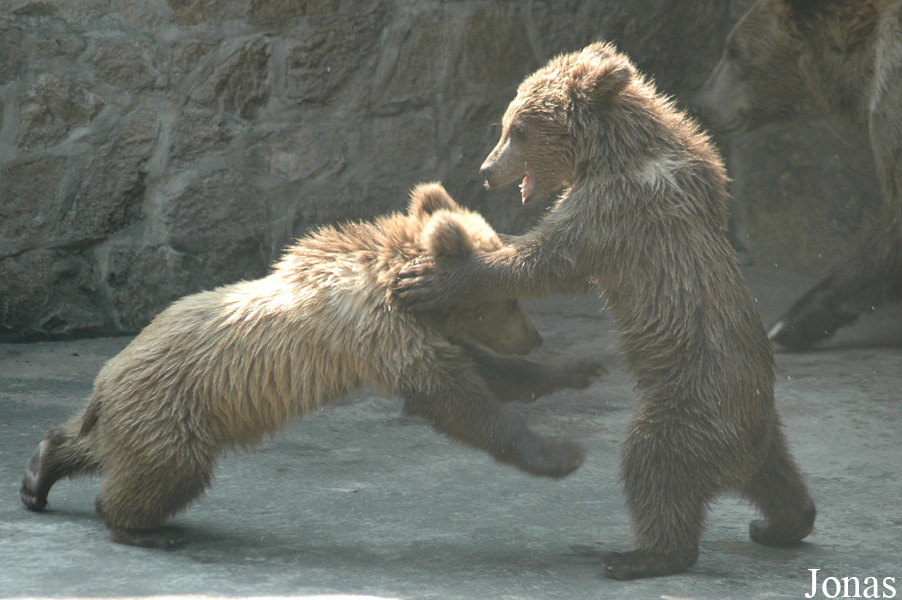Ursus arctos pruinosus