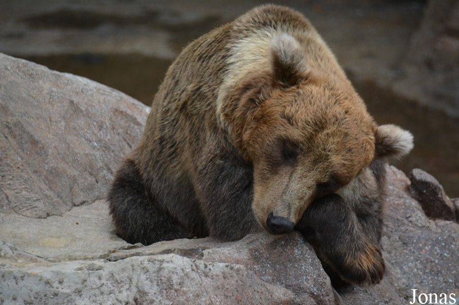 Ursus arctos pruinosus
