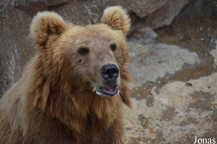 Ursus arctos pruinosus
