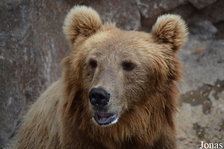 Ursus arctos pruinosus