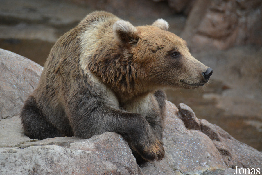 Ursus arctos pruinosus