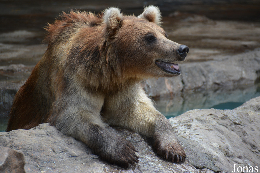 Ursus arctos pruinosus