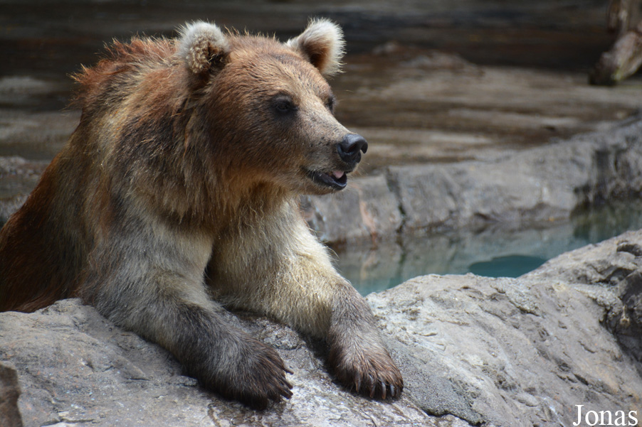 Ursus arctos pruinosus
