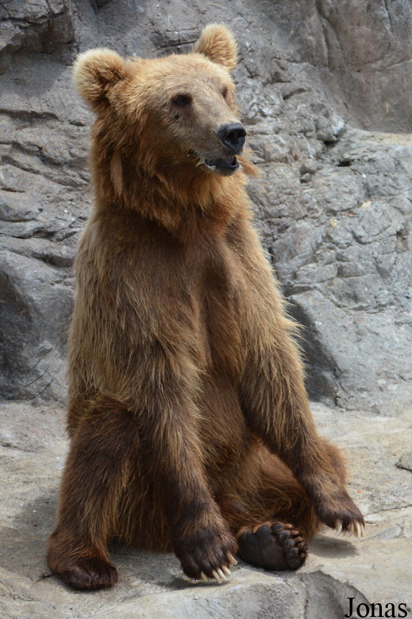 Ursus arctos pruinosus