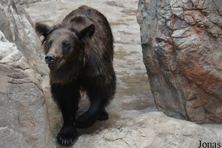 Ursus arctos pruinosus