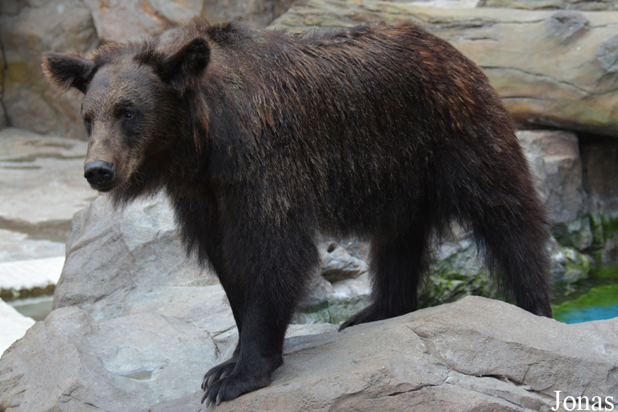 Ursus arctos pruinosus