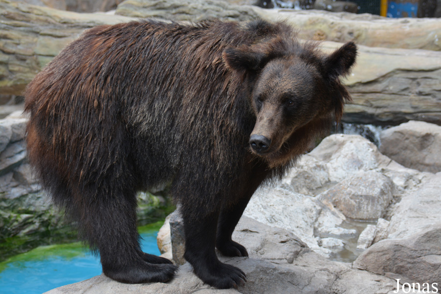 Ursus arctos pruinosus
