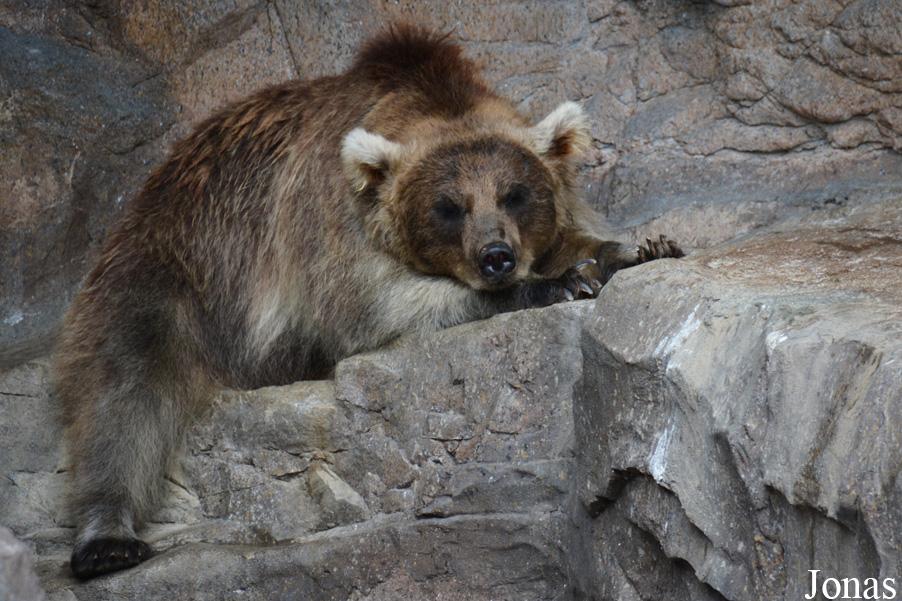 Ursus arctos pruinosus