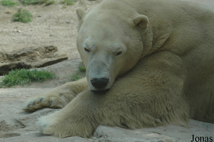Ursus maritimus