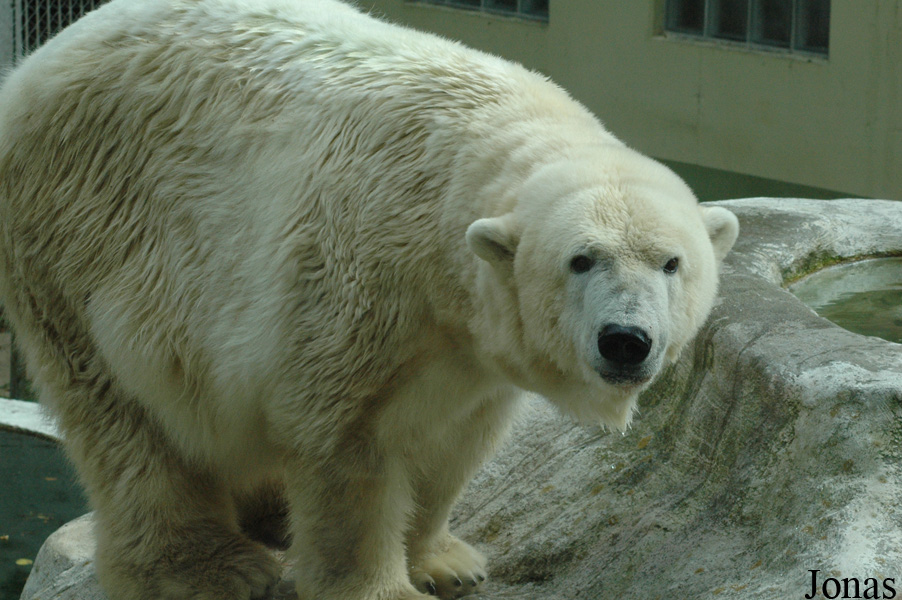 Ursus maritimus