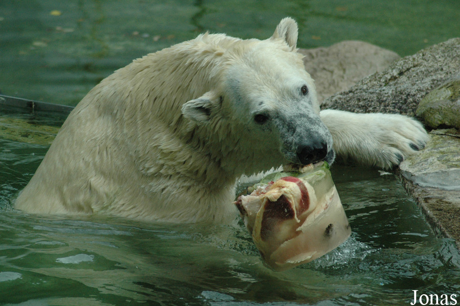 Ursus maritimus