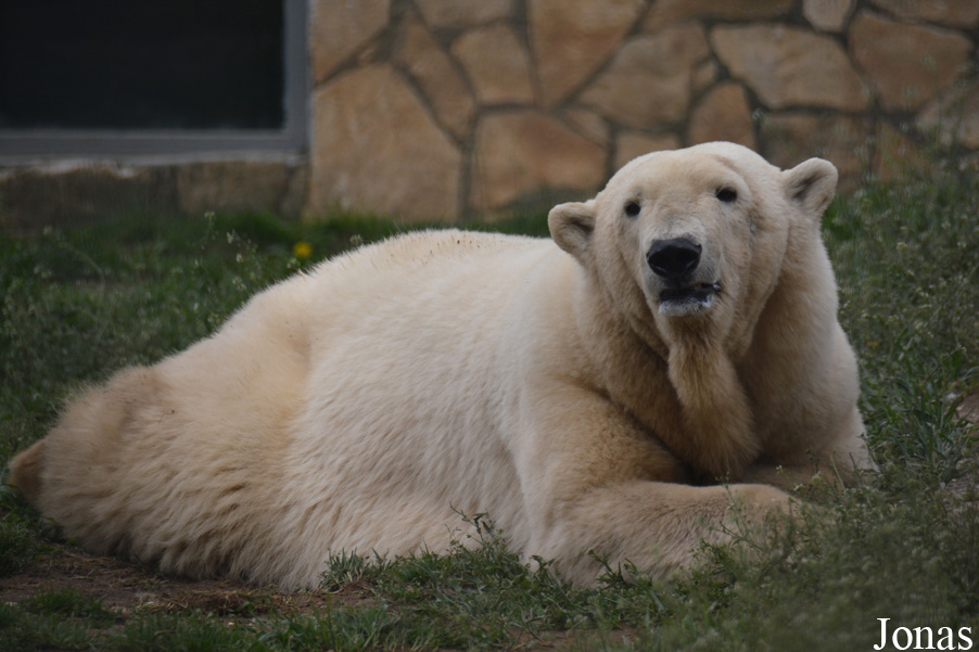 Ursus maritimus