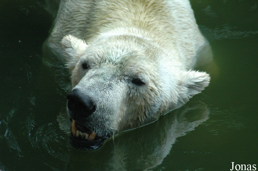 Ursus maritimus