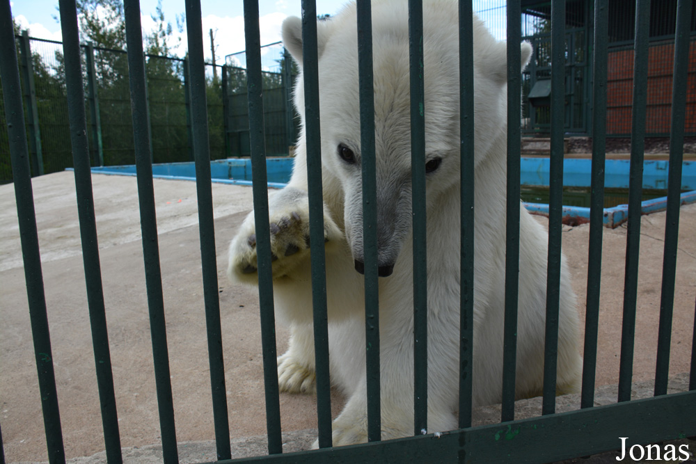 Ursus maritimus