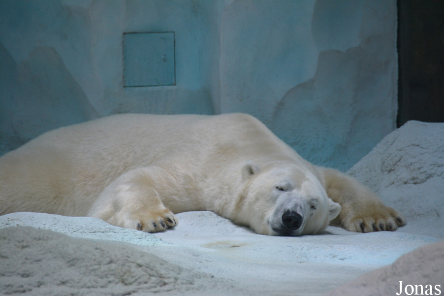 Ursus maritimus