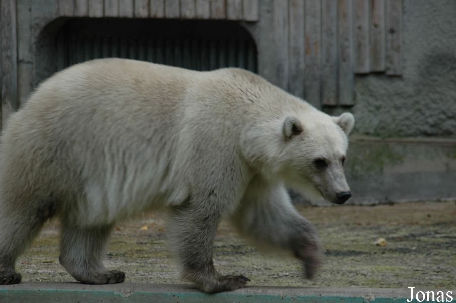 Ursus maritimus x arctos