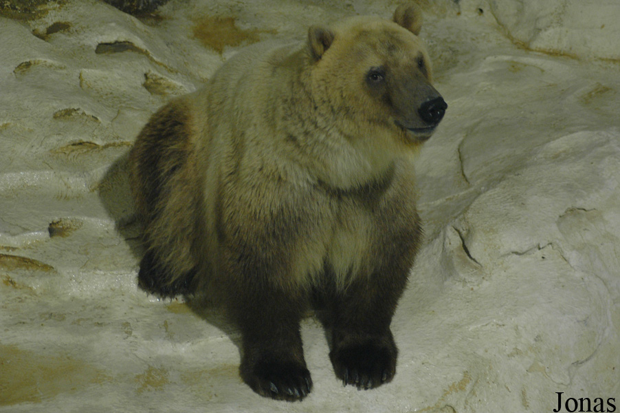 Ursus maritimus x arctos