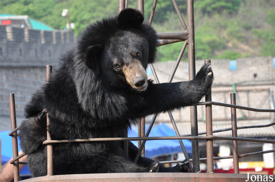 Ursus thibetanus