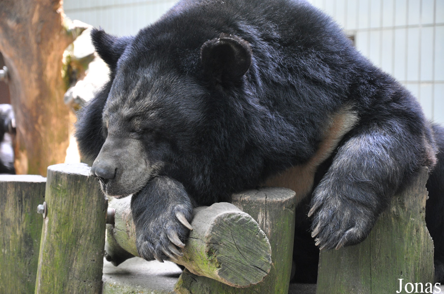Ursus thibetanus