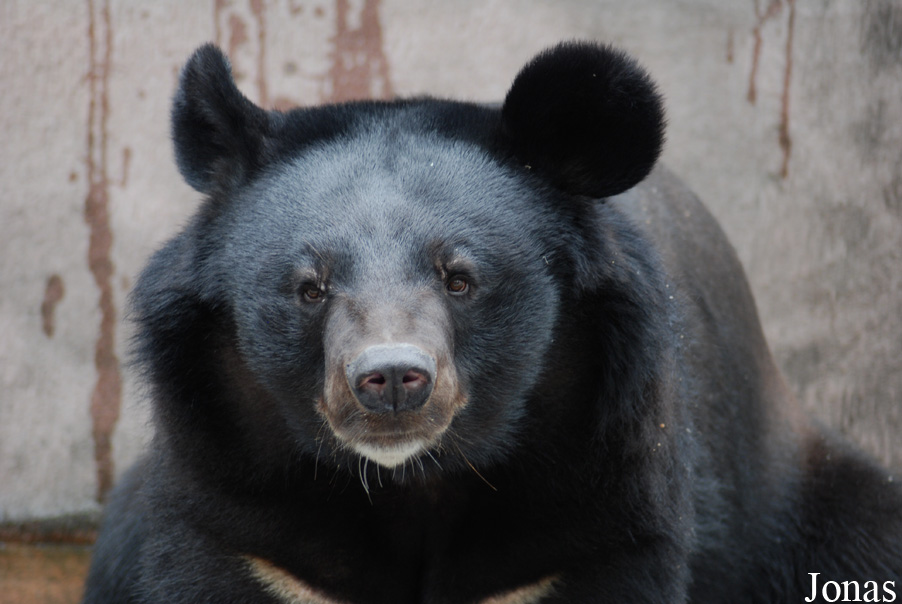 Ursus thibetanus