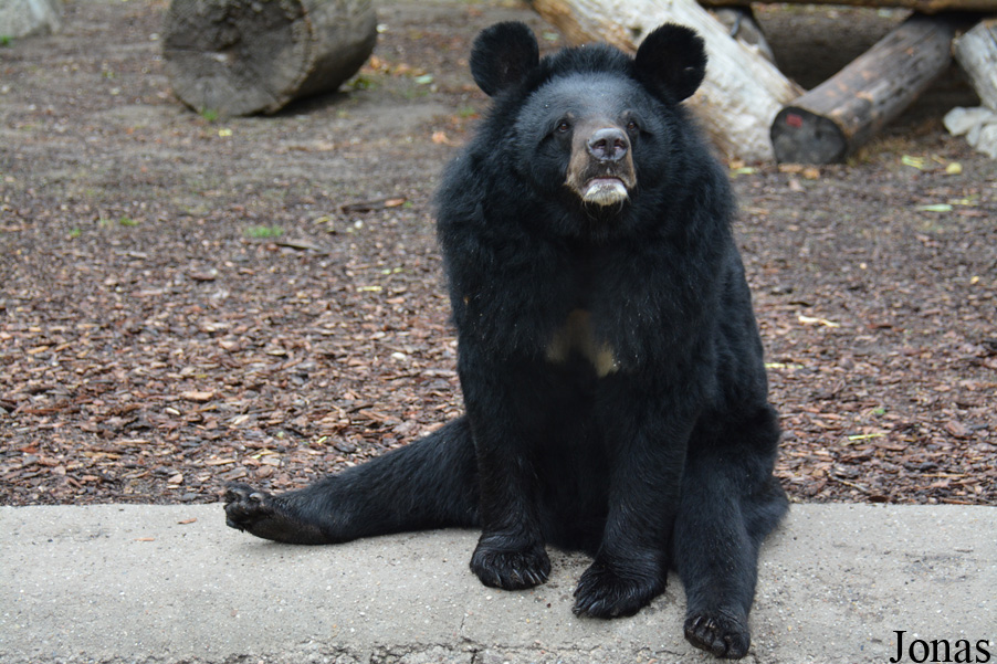 Ursus thibetanus