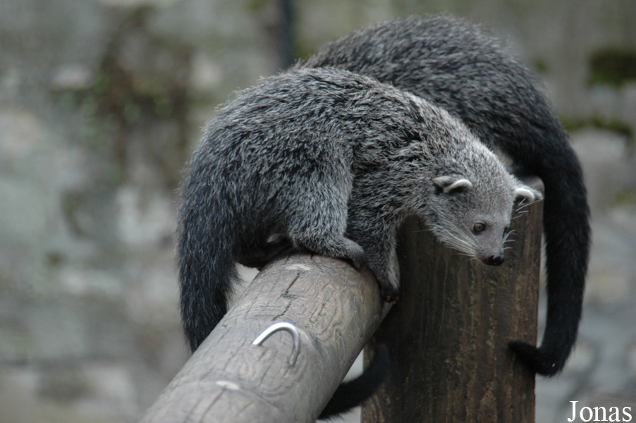 Arctictis binturong