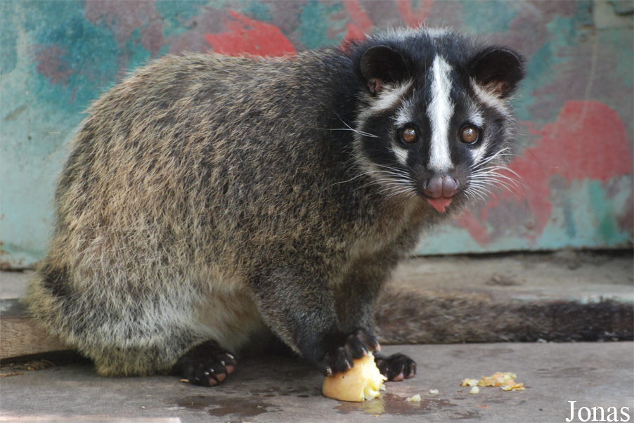 Paguma larvata