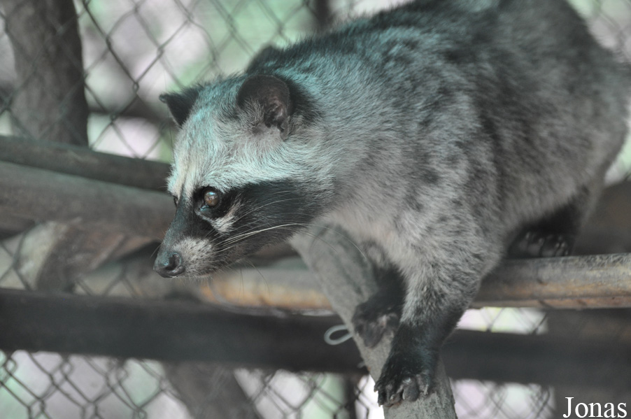 Paradoxurus musanga