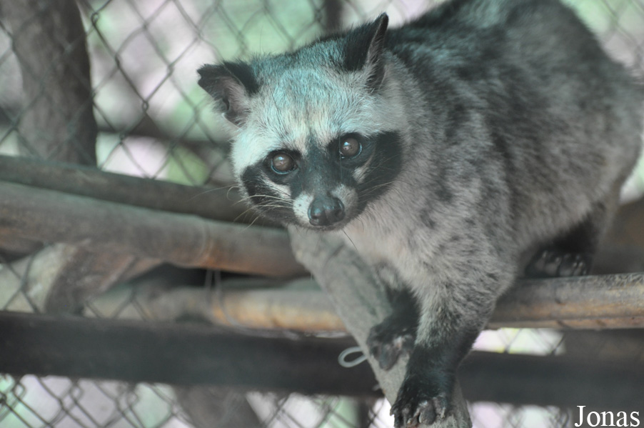 Paradoxurus musanga