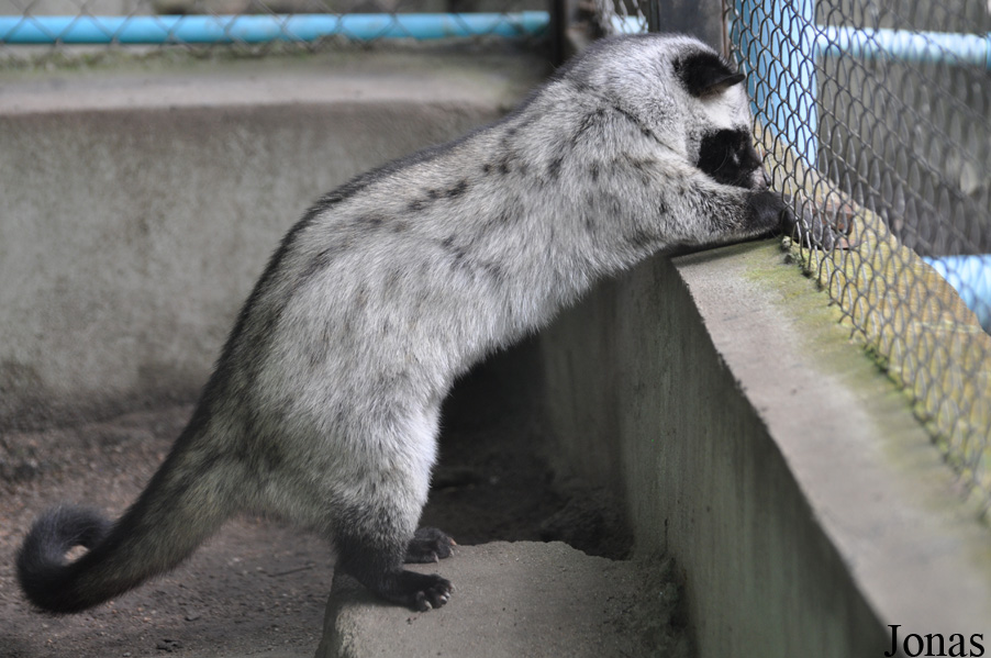 Paradoxurus musanga