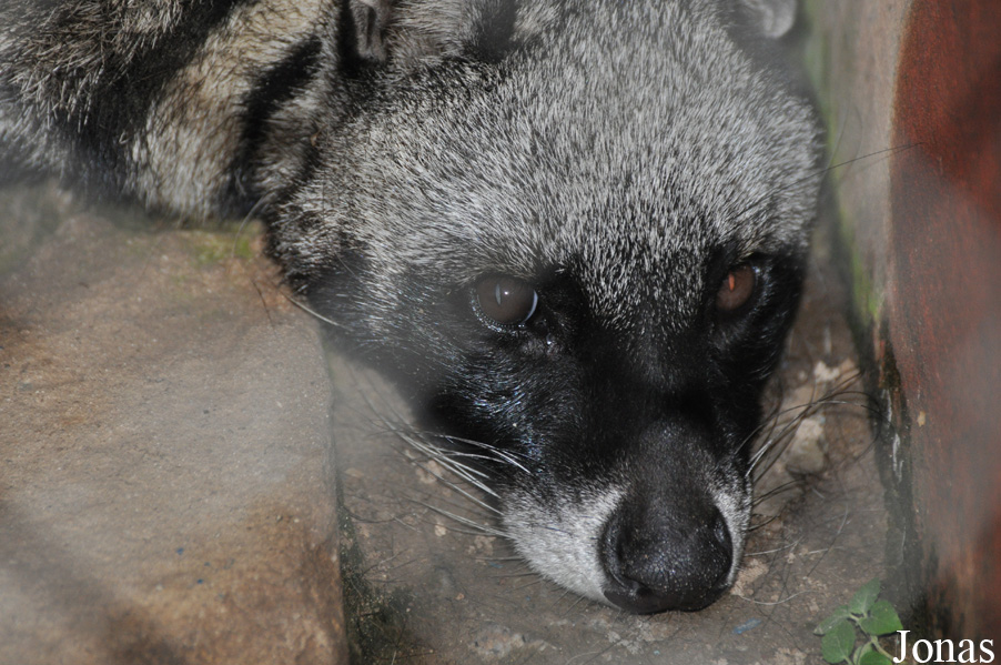 Civettictis civetta