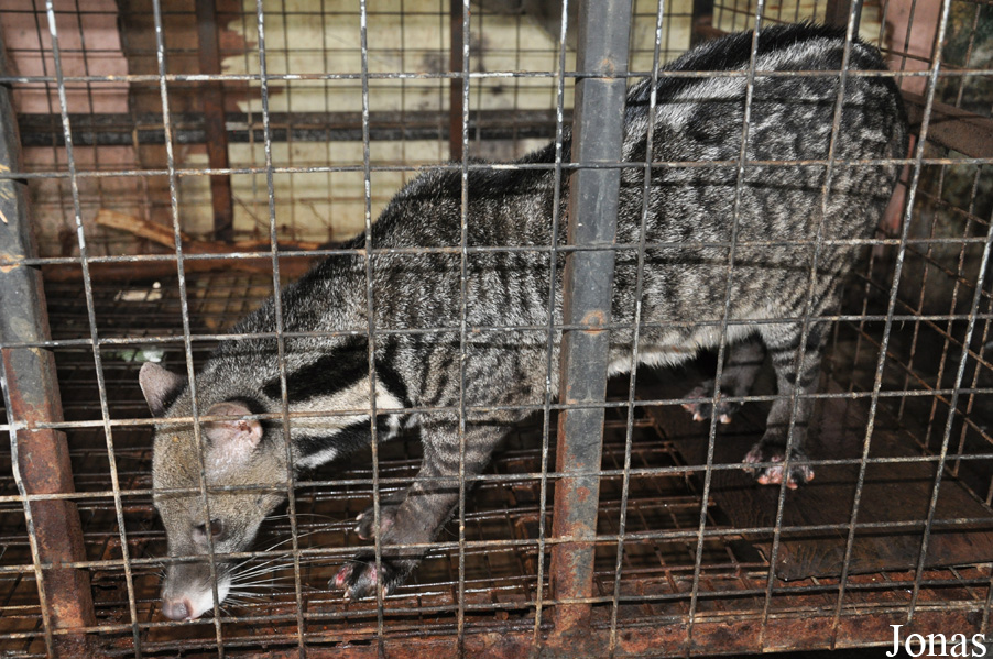 Viverra megaspila