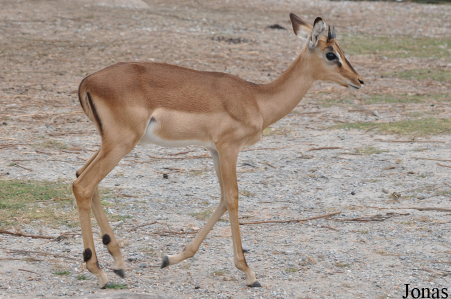 Aepyceros melampus petersi
