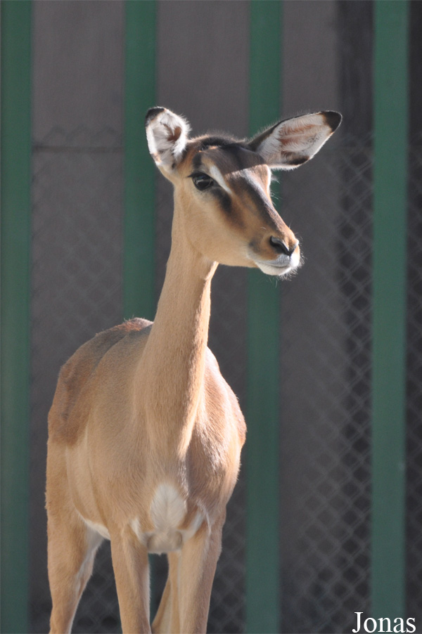 Aepyceros melampus petersi