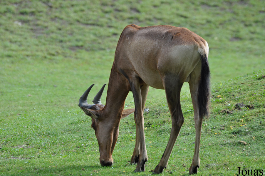 Alcelaphus buselaphus caama