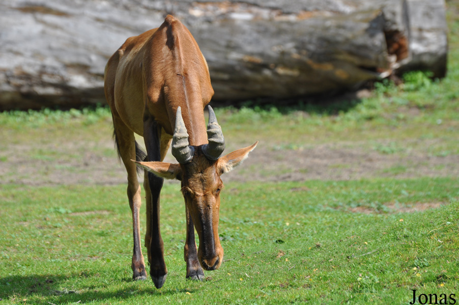 Alcelaphus buselaphus caama