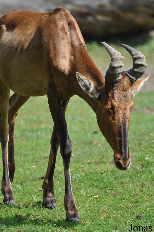 Alcelaphus buselaphus caama