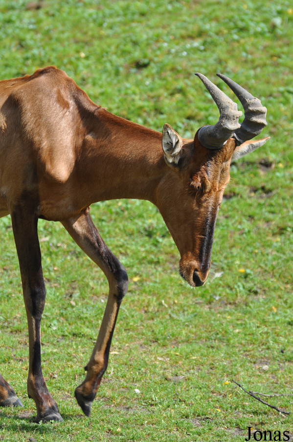 Alcelaphus buselaphus caama