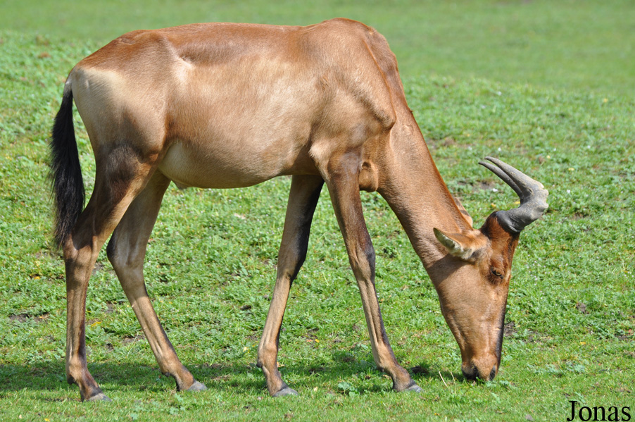 Alcelaphus buselaphus caama