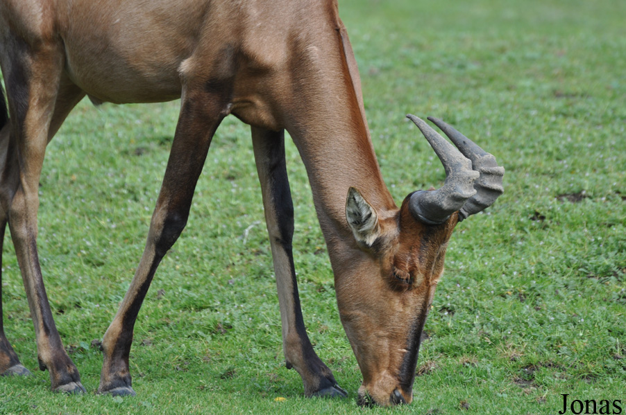 Alcelaphus buselaphus caama