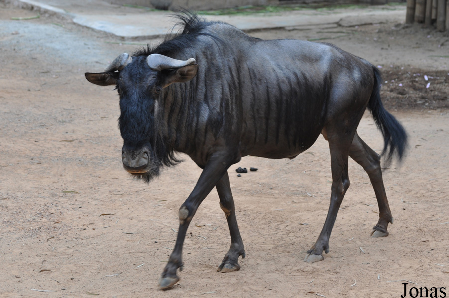 Connochaetes taurinus
