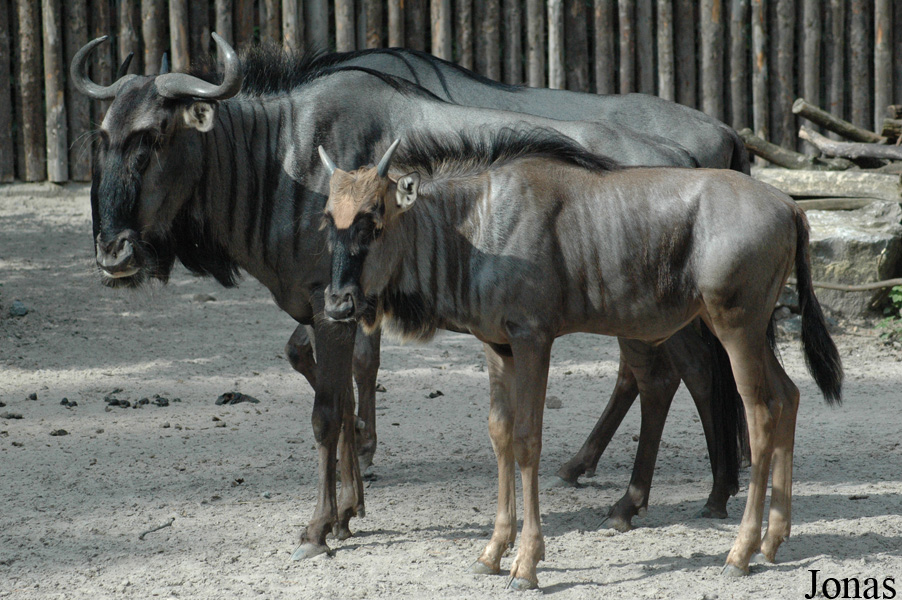 Connochaetes taurinus taurinus