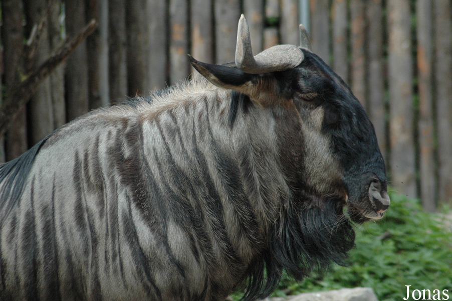 Connochaetes taurinus taurinus