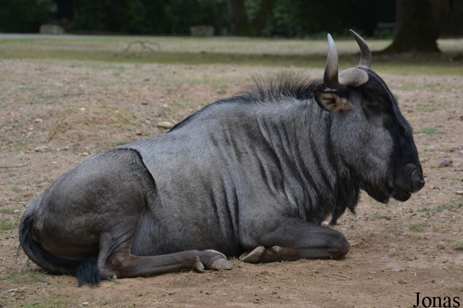 Connochaetes taurinus taurinus