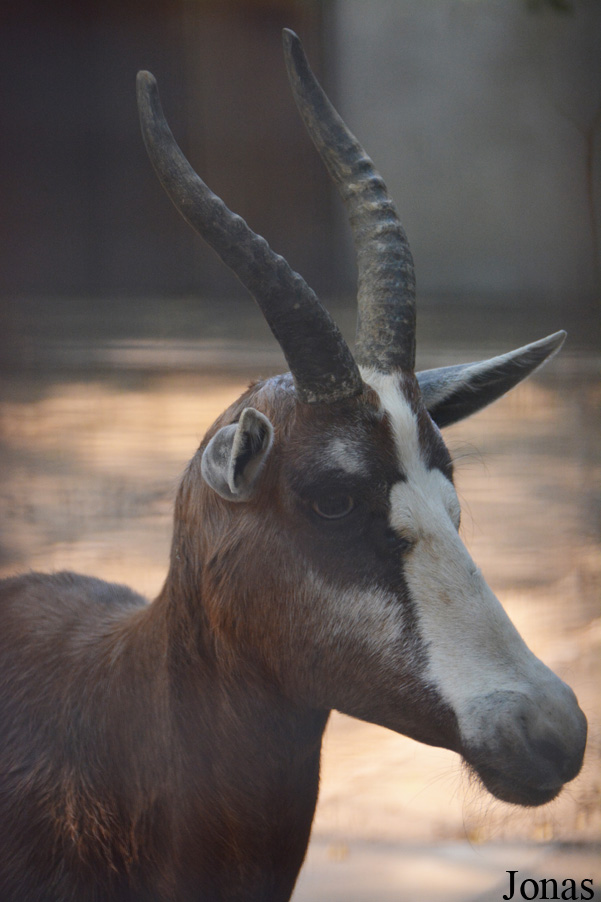 Damaliscus pygargus phillipsi